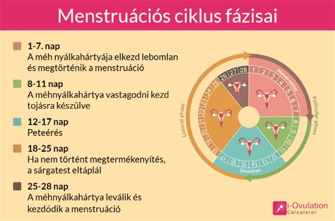 ovuláció kalkulátor|Peteérés kalkulátor, ovuláció kalkulátor terhesség időpontjához